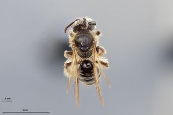Media type: image;   Entomology 769579 Aspect: habitus dorsal view